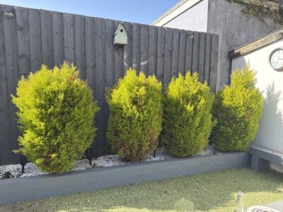 4 x Garden Trees