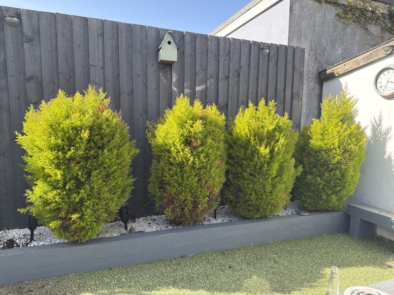 4 x Garden Trees