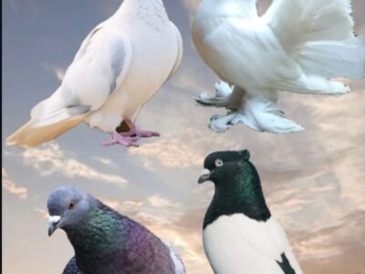 The Best Powerful Trustworthy Spiritual Herbalist Man And Native Doctor In Nigeria