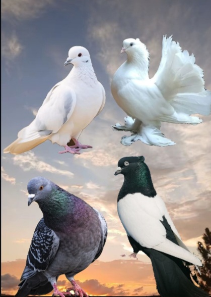 The Best Powerful Trustworthy Spiritual Herbalist Man And Native Doctor In Nigeria