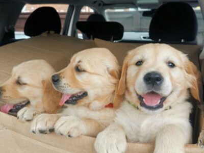 Golden Retriever puppies for sale