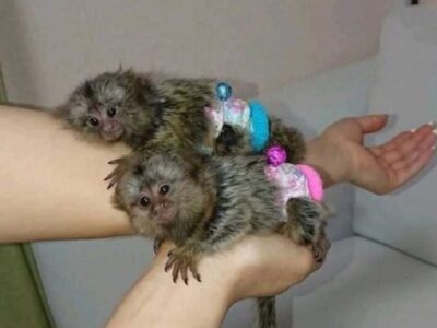 Tamed Marmoset Monkeys